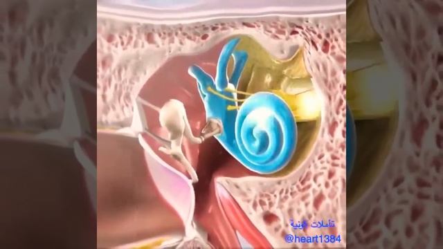 اصبحنا واصبح الملك لله ,, ⚘ صباح الخير ,دعاء قصير حالات وأتس اب دينية, مقاطع دينية قصيرة,مقاطع أنست смотреть онлайн