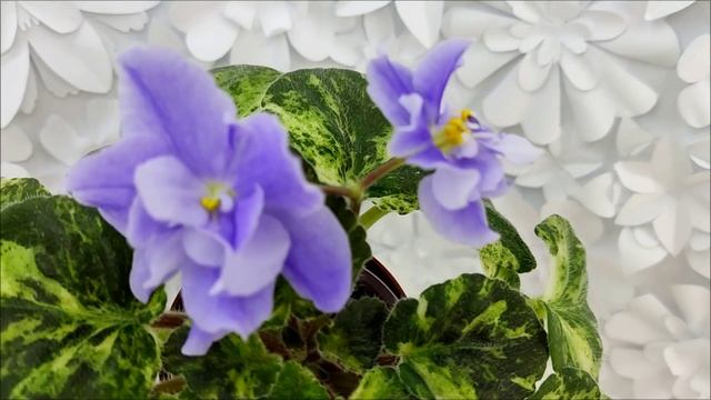 Фиалка Huckleberry