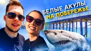 Белые акулы на пляже в США , а их ловить нельзя ! / Настоящий Лос-Анджелес