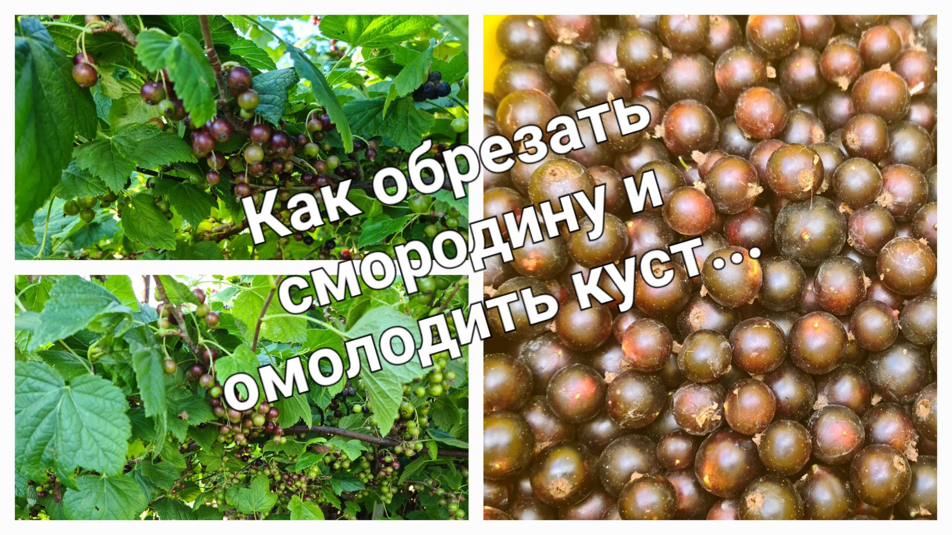 Весенняя обрезка чёрной смородины, которая способствует большому урожаю.