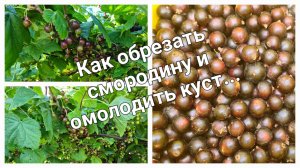 Весенняя обрезка чёрной смородины, которая способствует большому урожаю.