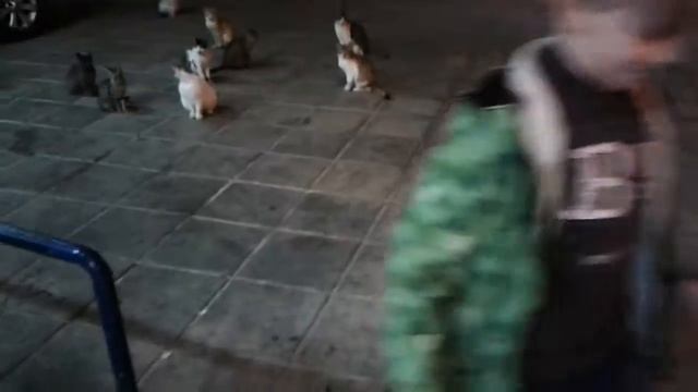 20 котов в Айя-Напе. Кипр. смотреть онлайн