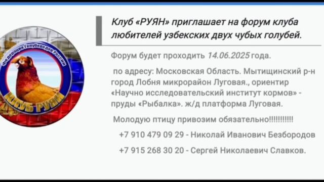 14.06.2025г Состоится Форум Клуба Руян для Любителей Узбекских Двух Чубых Голубей👍 смотреть онлайн
