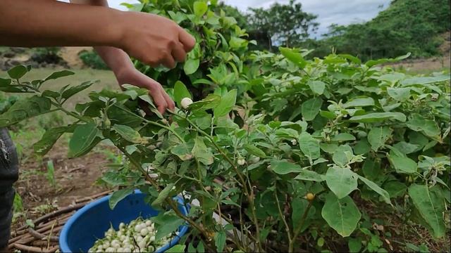 The Family Farm: Harvest White Eggplants. Cut Grass... / Build A Wooden House Farm