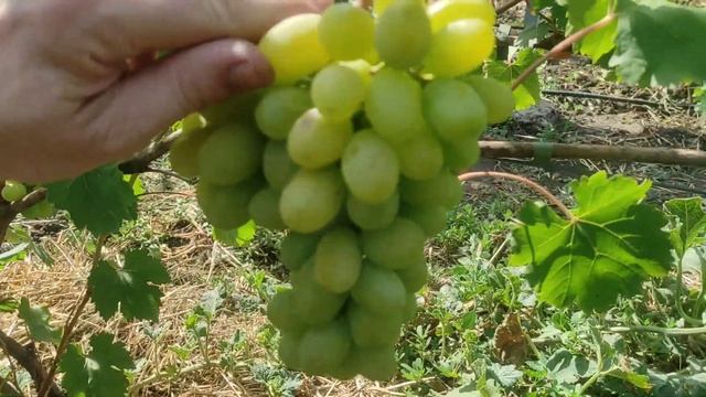 Вкусовая бомба виноград к-ш Банзай, а также гармоничный Приморский Бульвар🍇