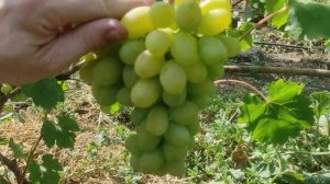 Вкусовая бомба виноград к-ш Банзай, а также гармоничный Приморский Бульвар🍇