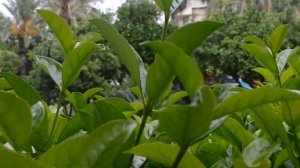 ASDEM PARK 4* Kemer Обзор номера, территории отеля и прогулка к пляжу Gekko beach.