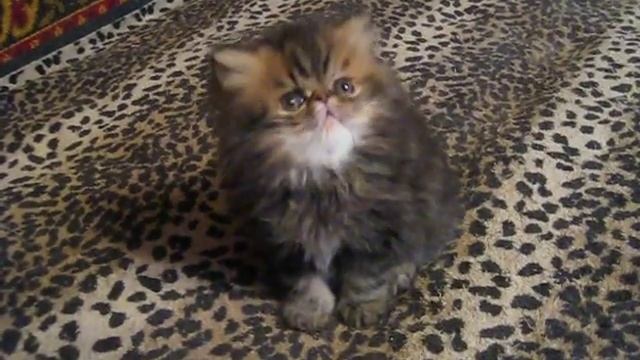 Персик Пончик