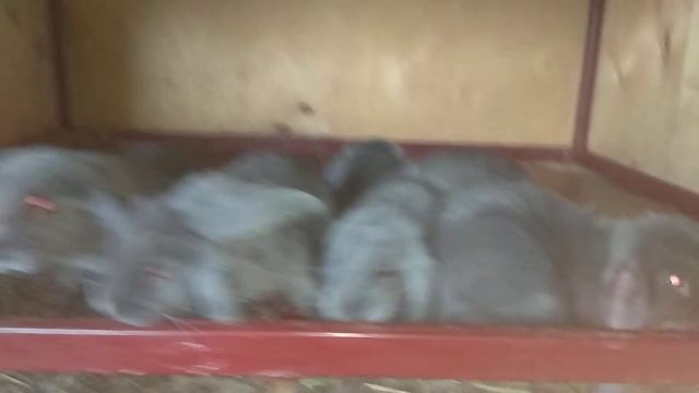 Продажа. Самцы Французского барана. окрас голубой. 8(952)83-63-214 Ватцап. смотреть онлайн