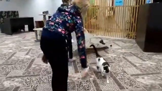 Поход в кото кофе 2 часть (нам очень понравилось) смотреть онлайн