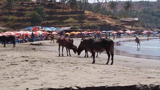 Пляж Вагатор, Гоа. Высокая волна смотреть онлайн