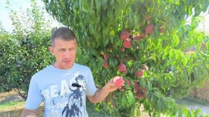 Обзор персика Фиделия.