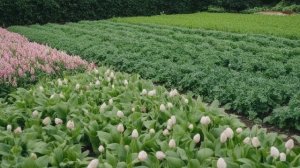 Какие сидераты выбрать для посева осенью - Советы для сада