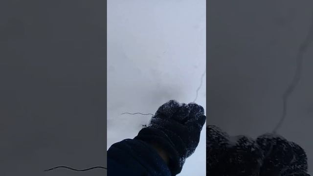 Проверка петель на зайца смотреть онлайн