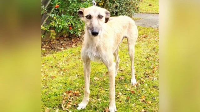 Мужчина заметил в лесу тощего пса, который свернулся и ждал своего часа.