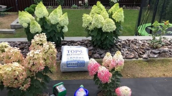 Какие мы используем удобрения для метельчатых гортензий🌸