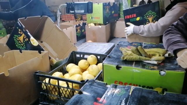 Самара|мева саклагичлар смотреть онлайн