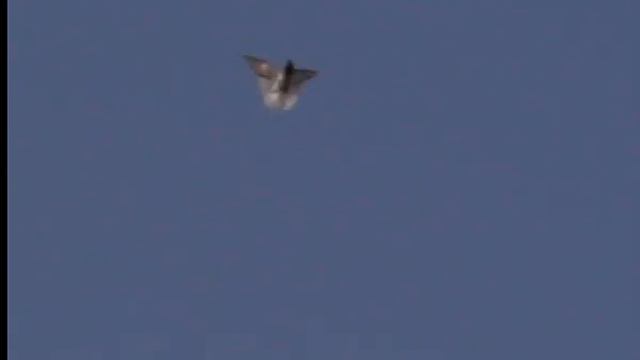 002 Голуби Луганска утро 26.03.2020 смотреть онлайн