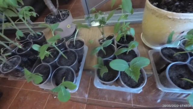 Огурцы 🥒 взошли ,но ещё холодно 🥶 смотреть онлайн