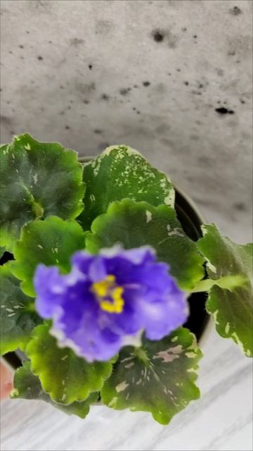 Фиалка Nik-Звезды над Фиджи