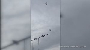 Голуби СВГ Петренко Владимира Николаевича станица Староминская