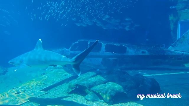 CHOPIN Nocturnes смотреть онлайн