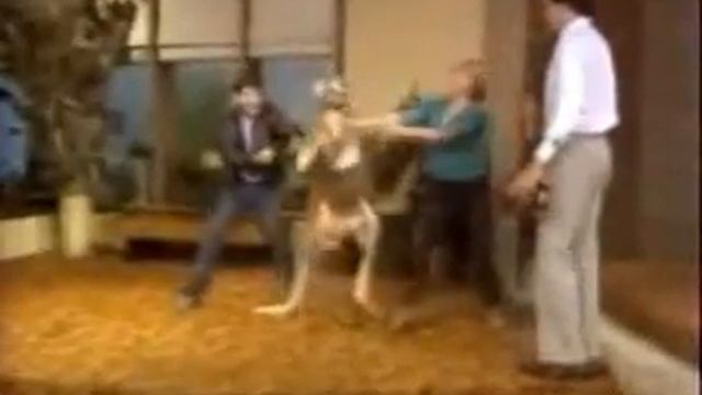 boxing kangaroo смотреть онлайн