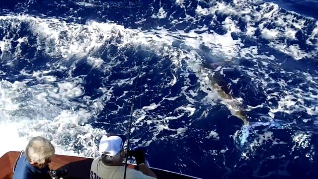 Striped Marlin Satellite Tag Deployment, Cabo San Lucas, MX смотреть онлайн