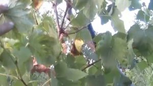 Виноград Лидия 3 сентября. Готова