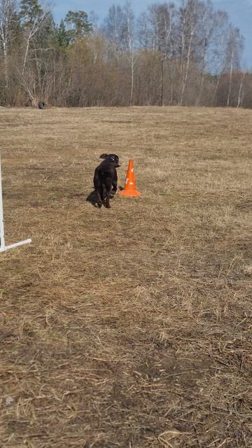 Дрессировка собак #лабрадор