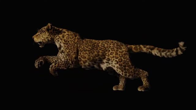 Leopard cub run cycle смотреть онлайн