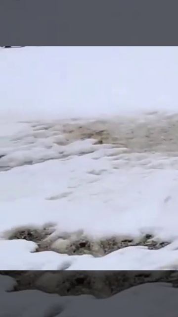 В горах Сочи начали просыпаться бурые медведи смотреть онлайн