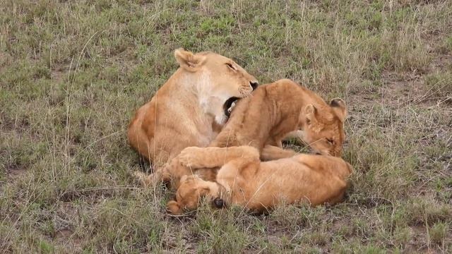 игры львов смотреть онлайн