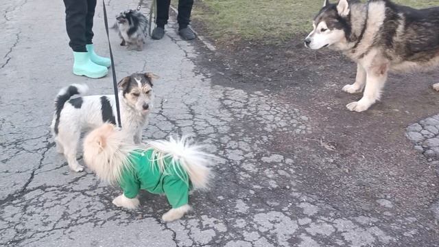 Прогулка в парке. Местная банда❤️