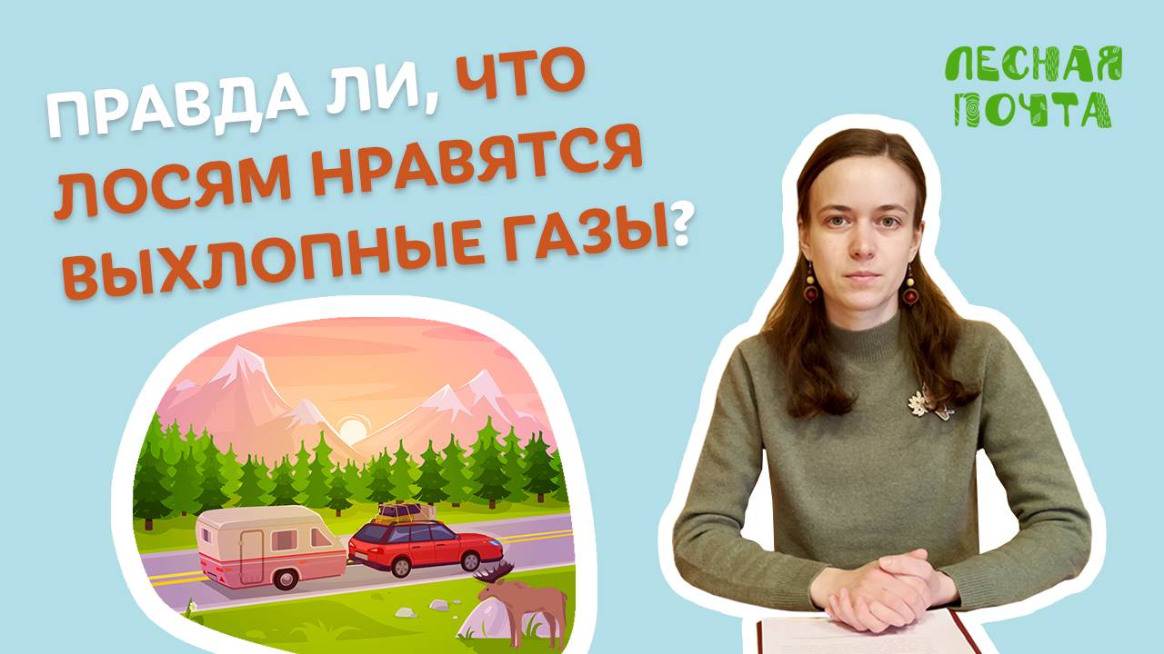 Правда ли, что лоси испытывают страсть к выхлопным газам? Лесная почта Лапландского заповедника смотреть онлайн