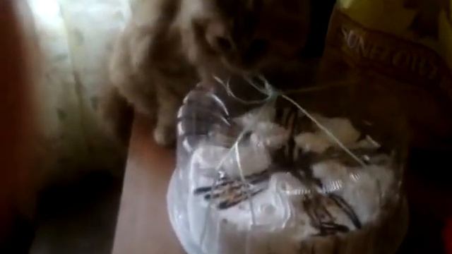 День рождение кота Рыжика