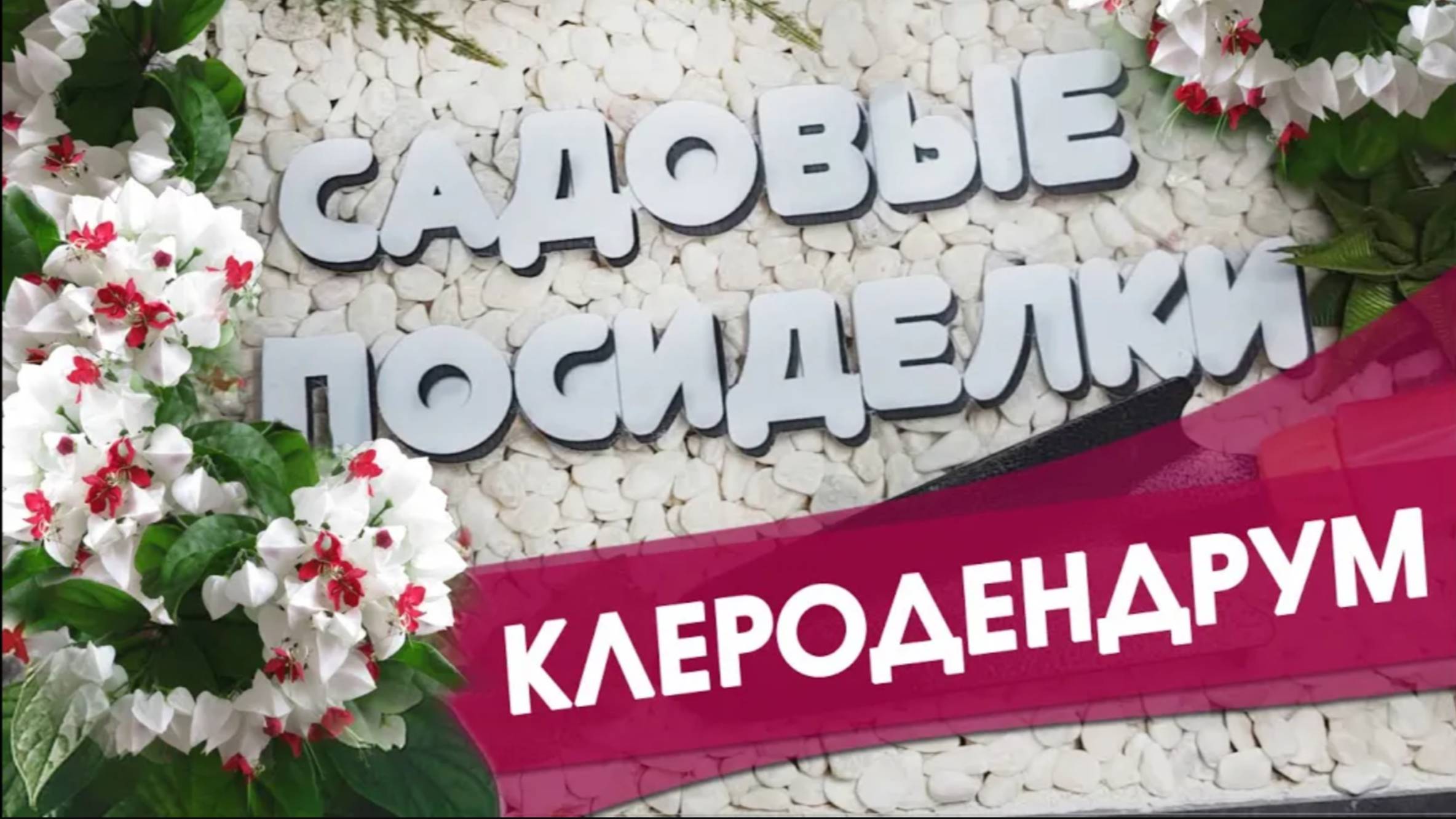 Клеродендрум  - секреты ухода и выращивания в домашних условиях. Почему не цветет и желтеют листья.