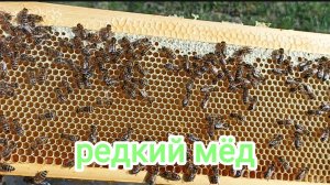 Апрельский ивовый монофлерный мёд. Пчеловодство Владимирской области.