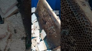 Поилка для пчёл. на ведро воды добавляю ложку столовую обычной или морской соли. хорошо работает.