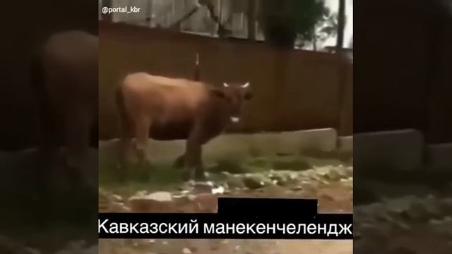 Кавказский манекенчелендж смотреть онлайн