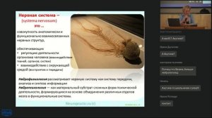 Нейропсихология детского возраста. Пунина Юлия Сергеевна