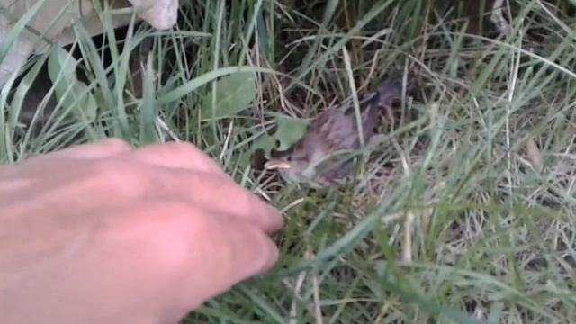 нашел воробья смотреть онлайн