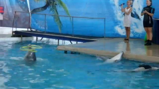 Дельфинарий в Партените смотреть онлайн