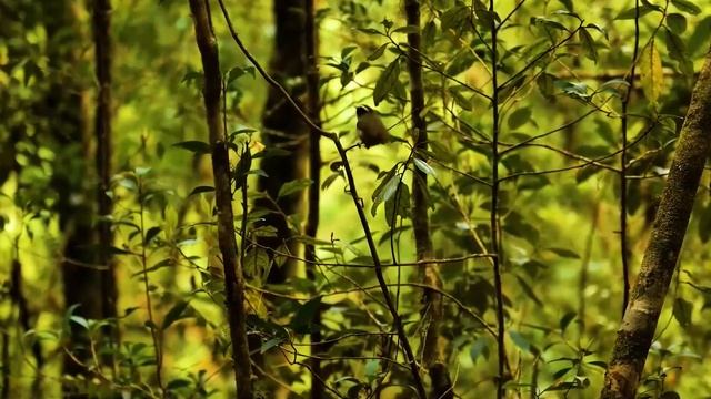 Владелец ресторана упал бездыханно, все разводили руками. Но едва маленькая дочь посудницы взялась смотреть онлайн