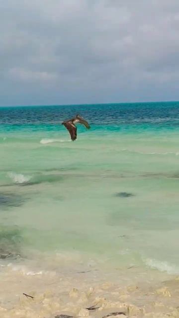 Пеликаны🦤 на пляже отеля Playa Paraiso Cayo Coco 🗾 КУБА смотреть онлайн