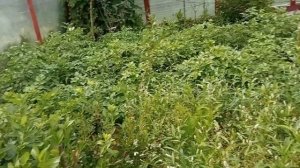 ПРОБЛЕМЫ ГОЛУБИКИ ПОДМОСКОВЬЯ