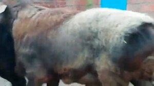 Гиссарские бараны возрастом 1.5 года