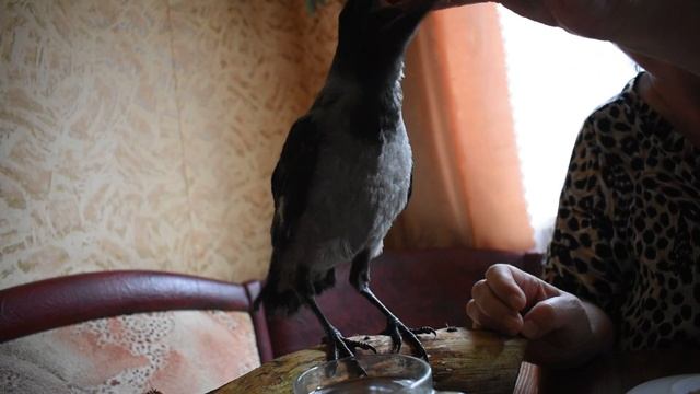 У Васи обед. Серая ворона. смотреть онлайн