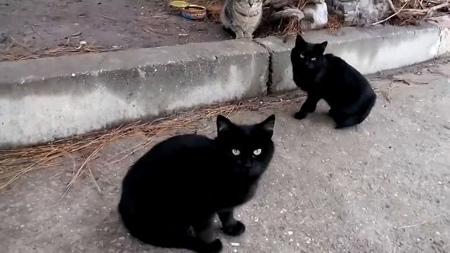 Алушта Банда Кошаков Преградила Дорогу смотреть онлайн