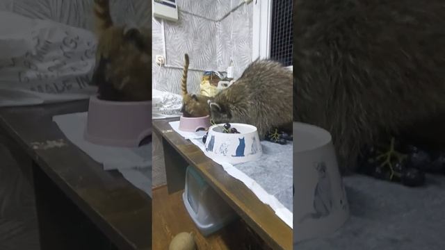 #енотилюша #помощьбездомнымживотным #животные смотреть онлайн